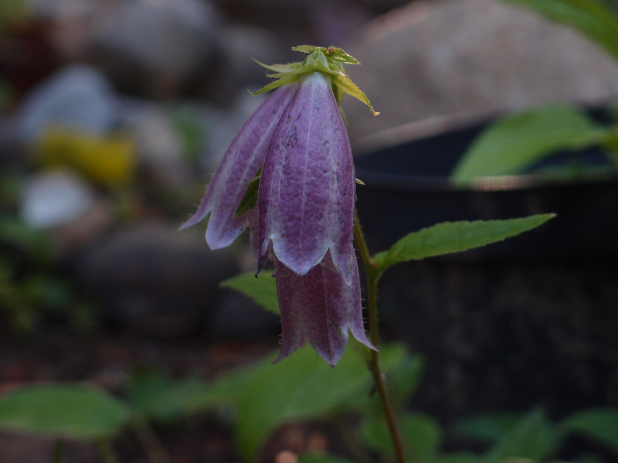 2019-06-14 wendel - der Garten